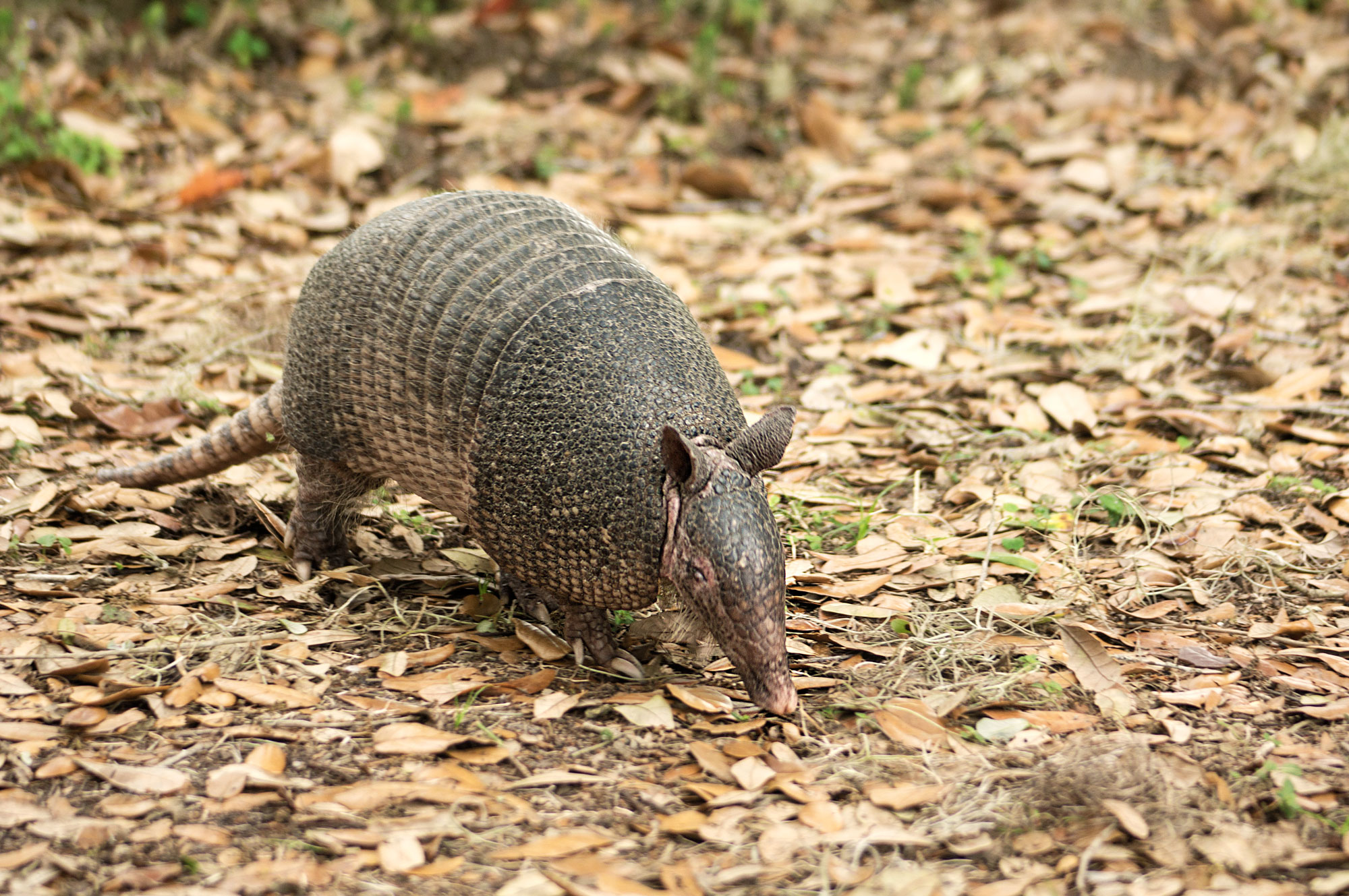 Armadillo - Southwest Florida, USA