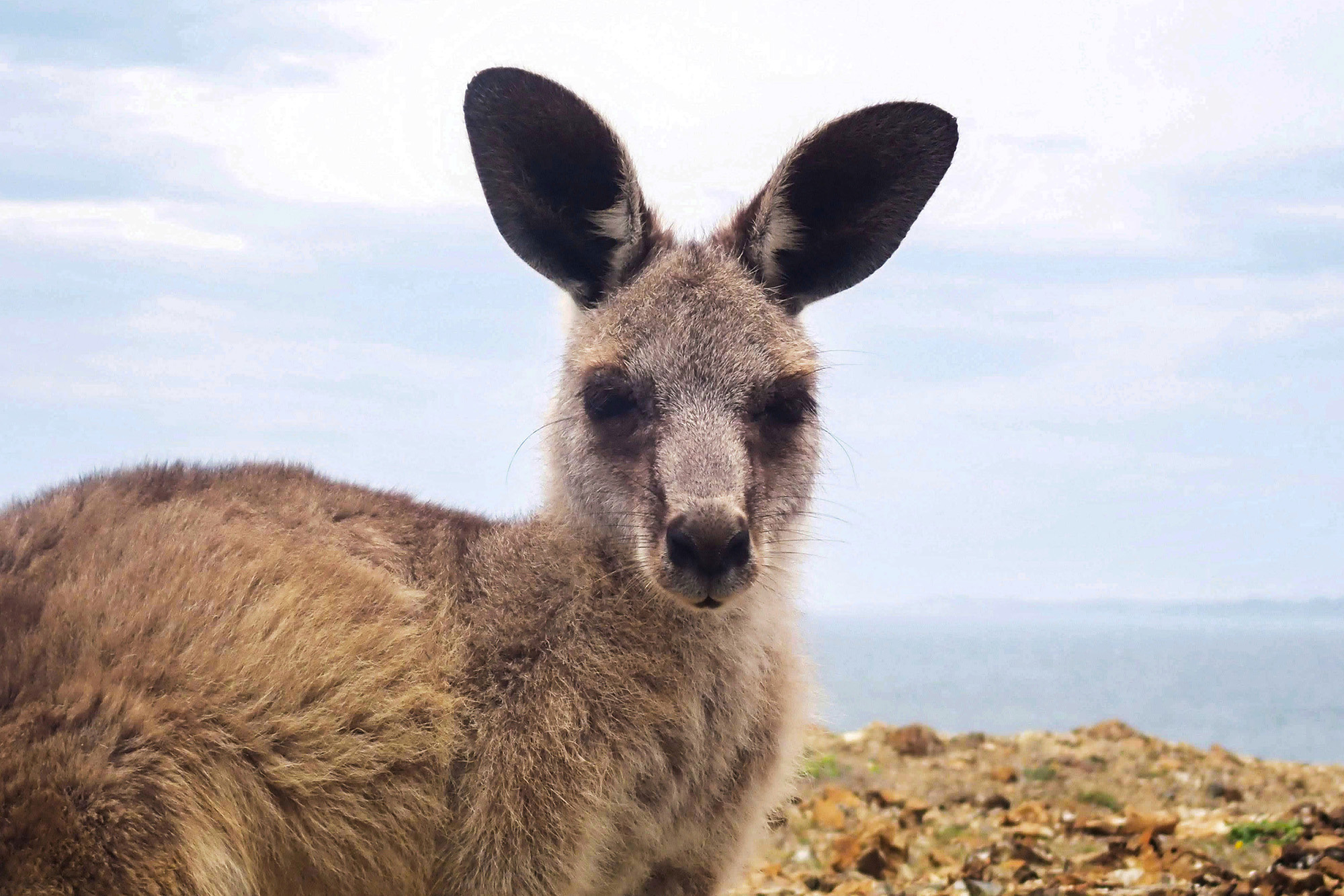 Kangaroo - New South Wales, Australia
