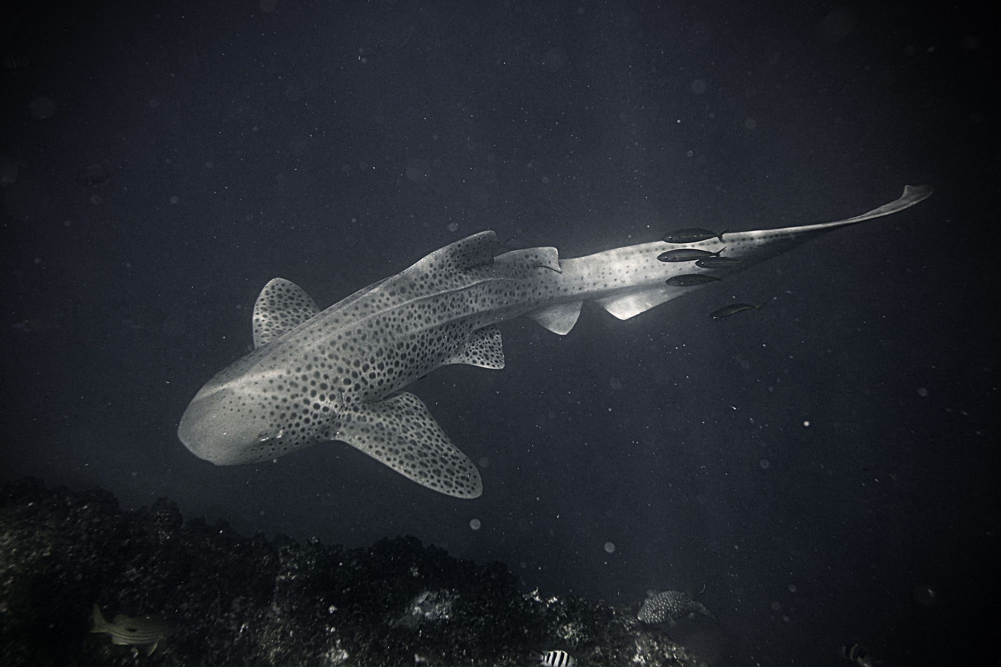 Leopard Shark - New South Wales, Australia