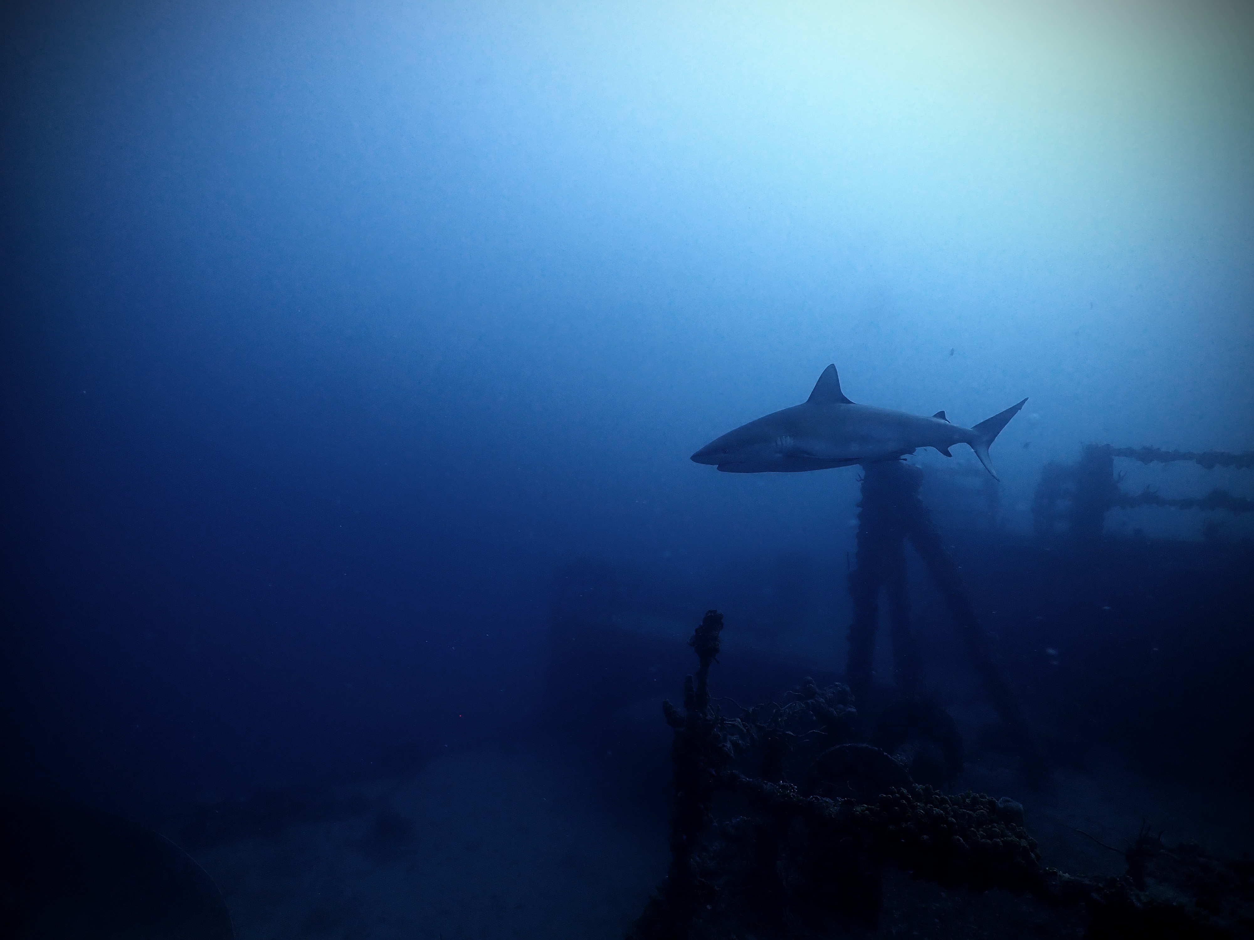 Reef Shark - Florida Keys, USA