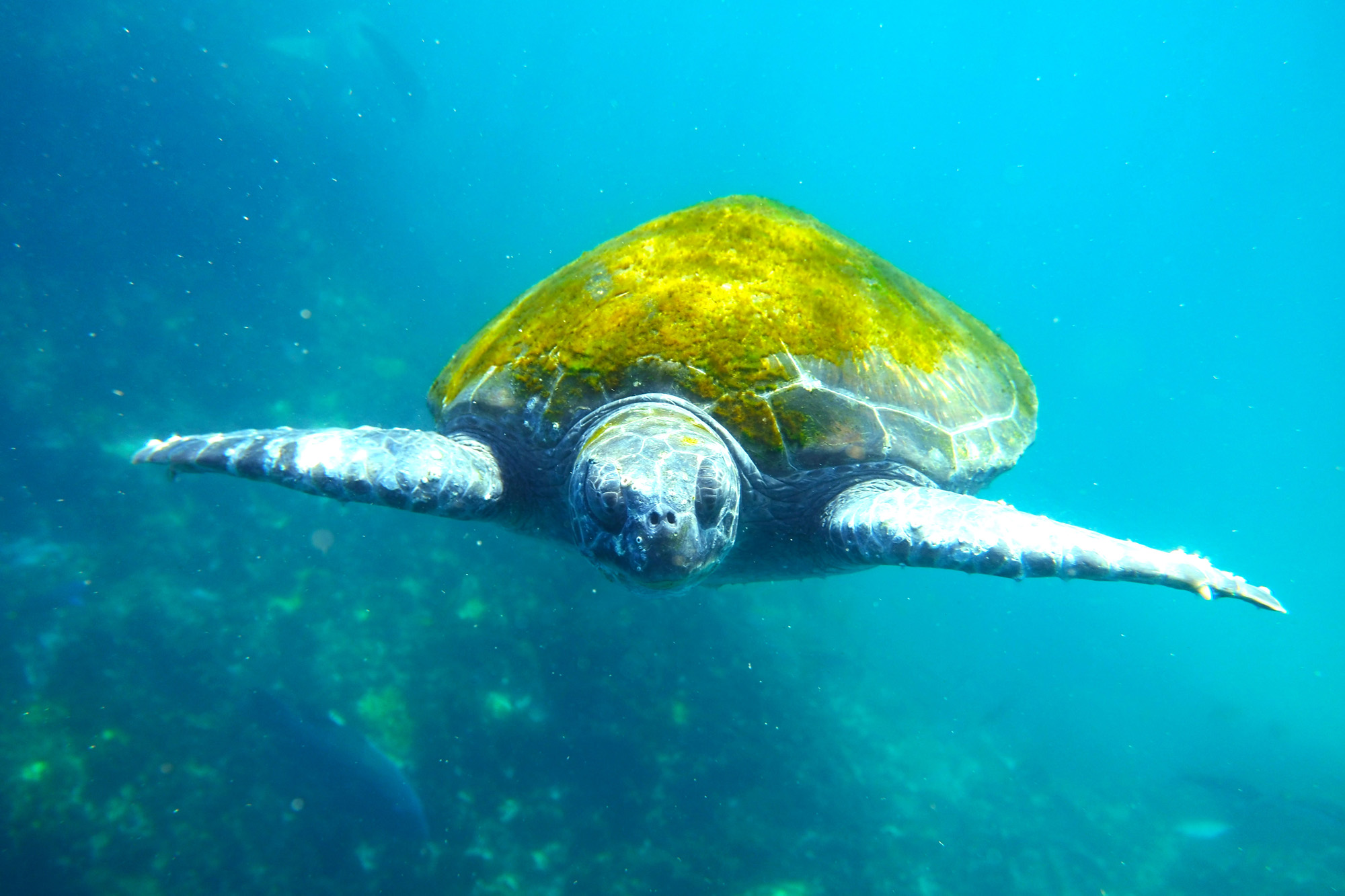 Sea Turtle - New South Wales, Australia